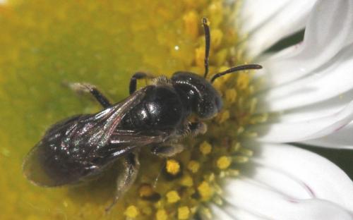 Lasioglossum sp.